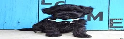 Shihpoo dogs for sale: Snickers  - Ad 4