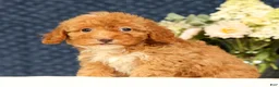 Havapoo dogs for sale: Haylee - Ad 5