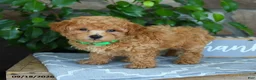 Maltipoo dogs for sale: Silas - Ad 4