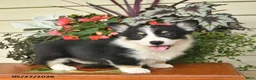 Welsh Corgi Pembroke dogs for sale: Aspen  - Ad 3