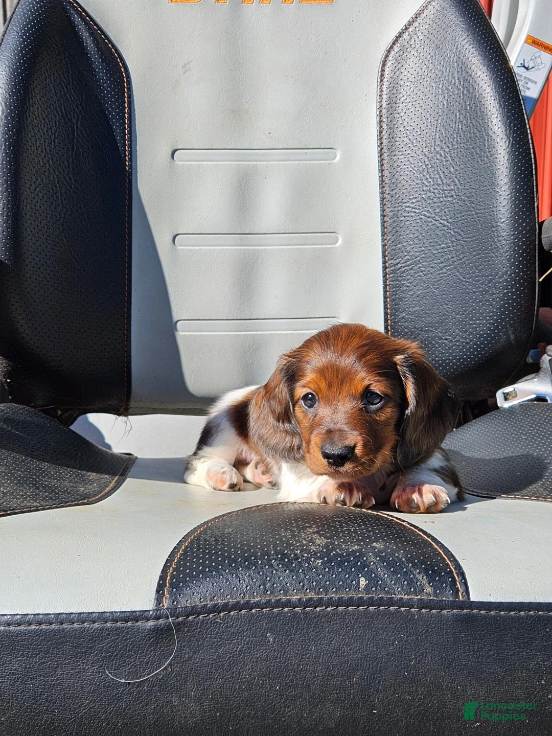 Miniature Dachshund dogs for sale: Rocket - Ad 8