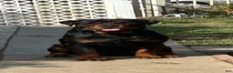 Rottweiler dogs for sale: Rottweiler 5 - Ad 2