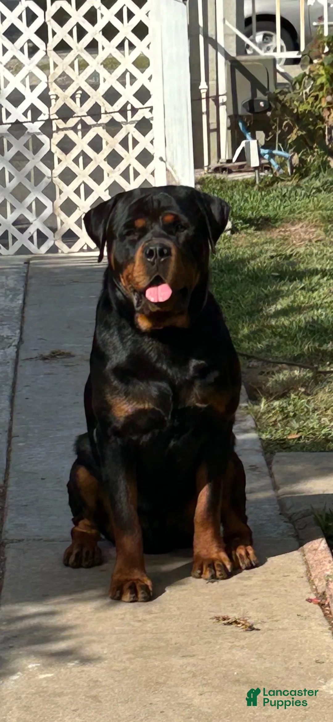 Rottweiler dogs for sale: Rottweiler 5 - Ad 2