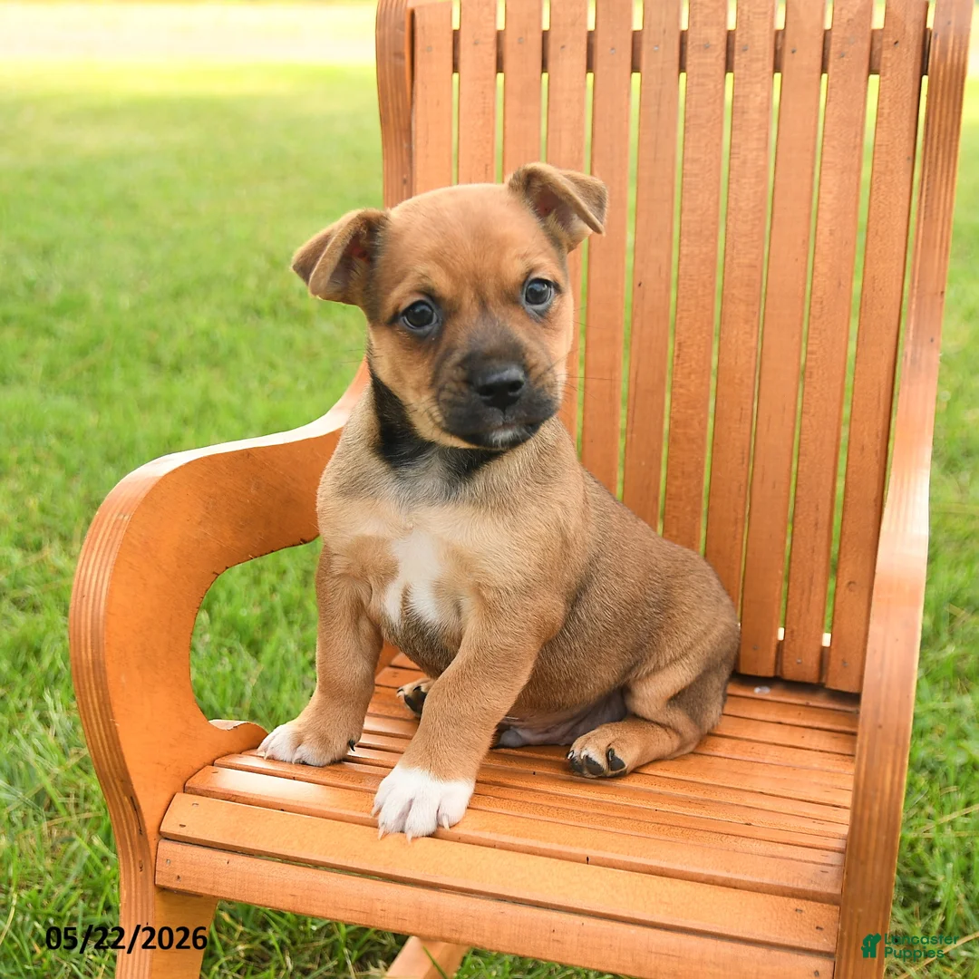 Jug dogs for sale: Kylian - Ad 3