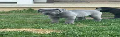 Cane Corso Puppy 1