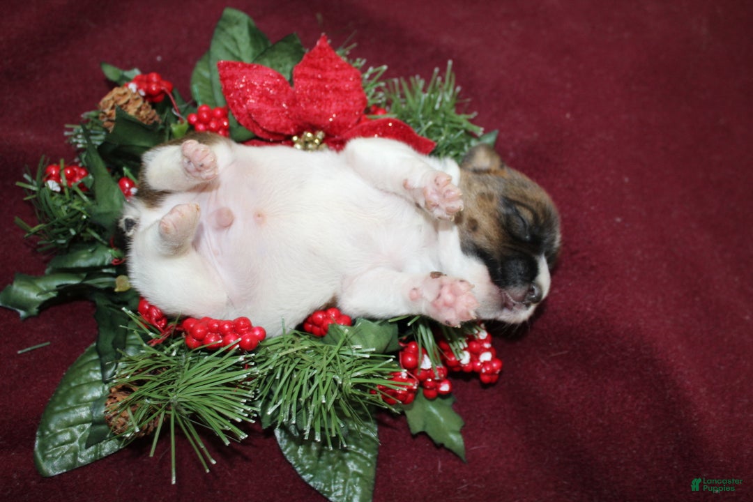 Jack Russell Terrier dogs for sale: Skittles - Ad 8