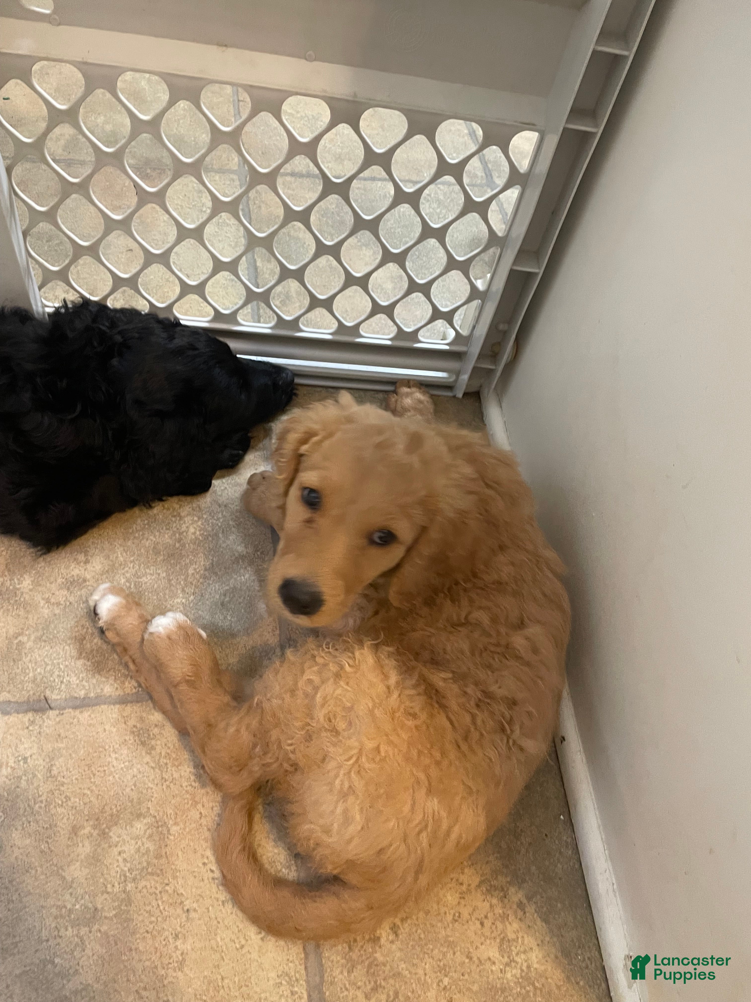 Goldendoodle dogs Goldendoodle 7 - Ad 1