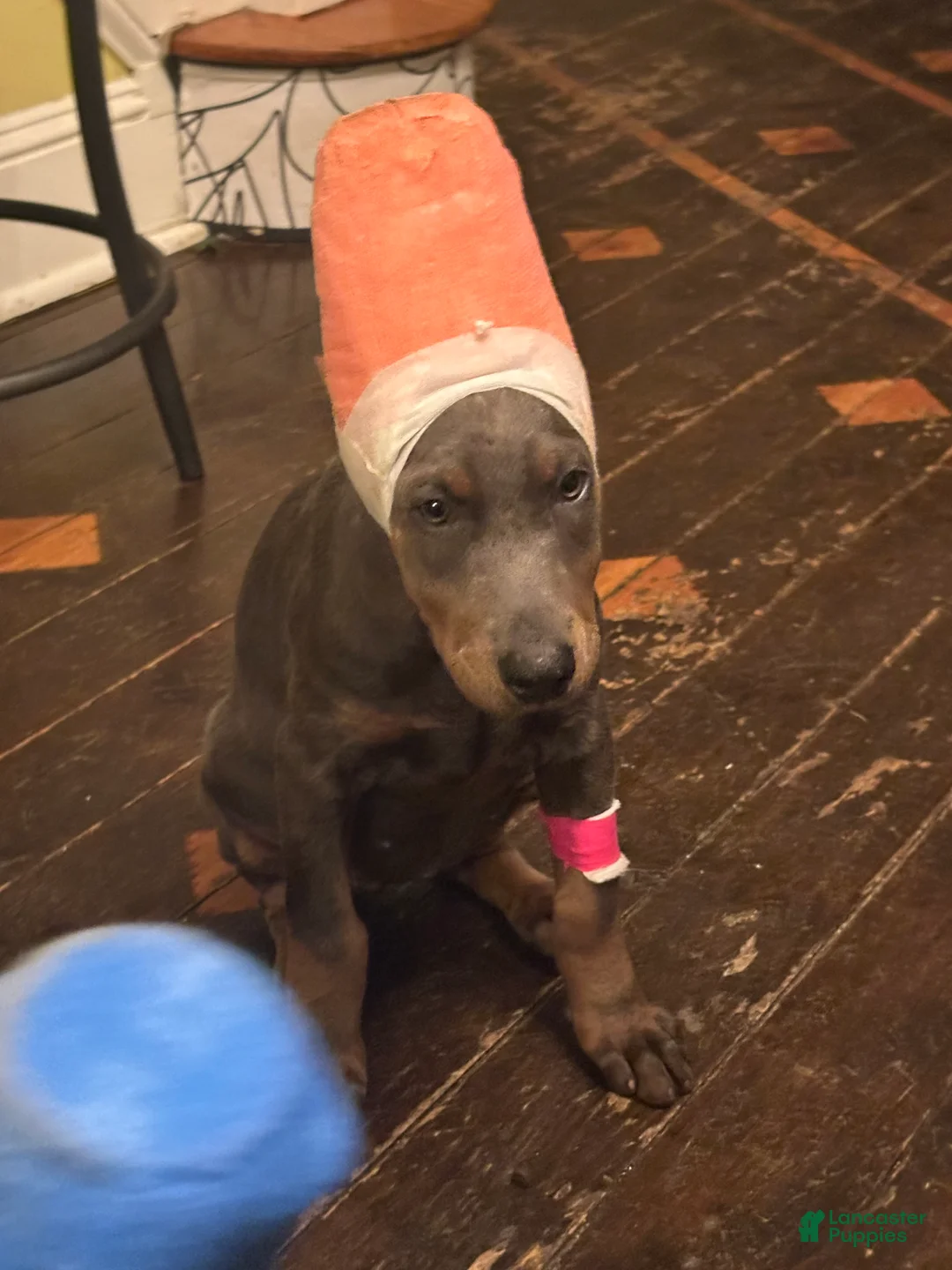 Doberman Pinscher dogs for sale: Ms. Blue Valentine - Ad 3