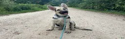 German Shepherd dogs for sale: Brooklynn  - Ad 2