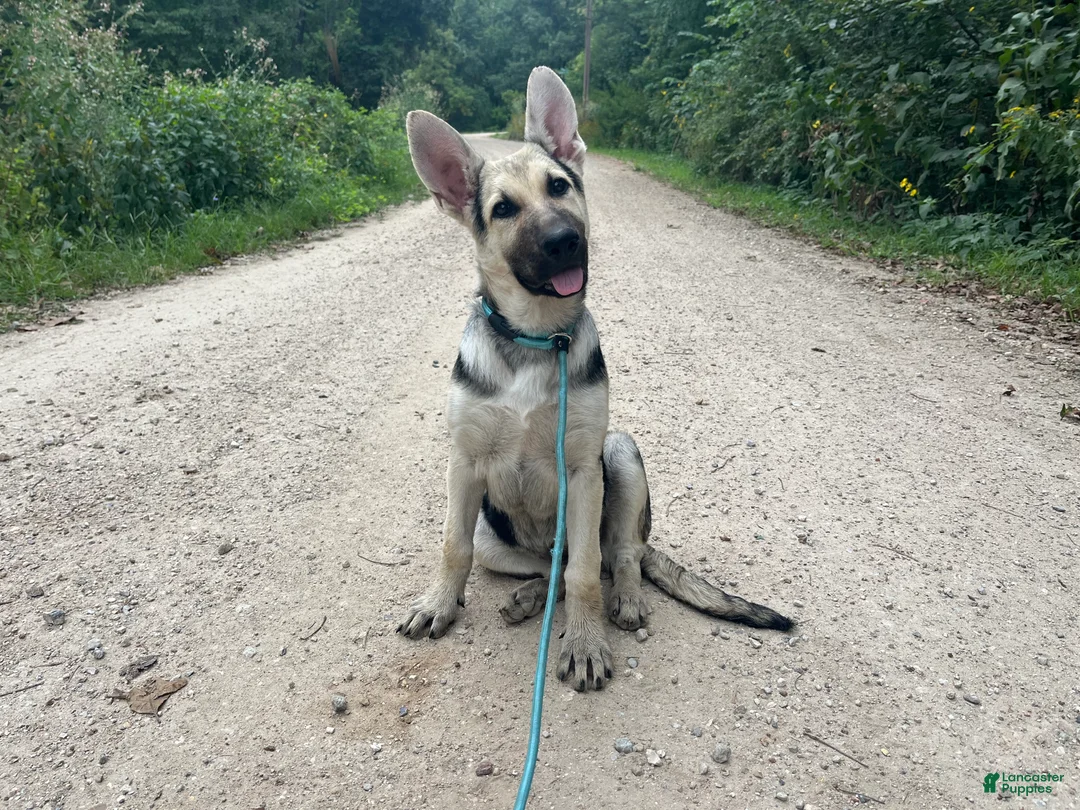 German Shepherd dogs for sale: Brooklynn  - Ad 2