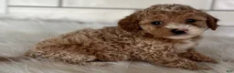 Cavapoo dogs for sale: Lilly - Ad 3