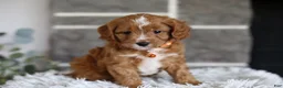 Cavapoo dogs for sale: Prince - Ad 11