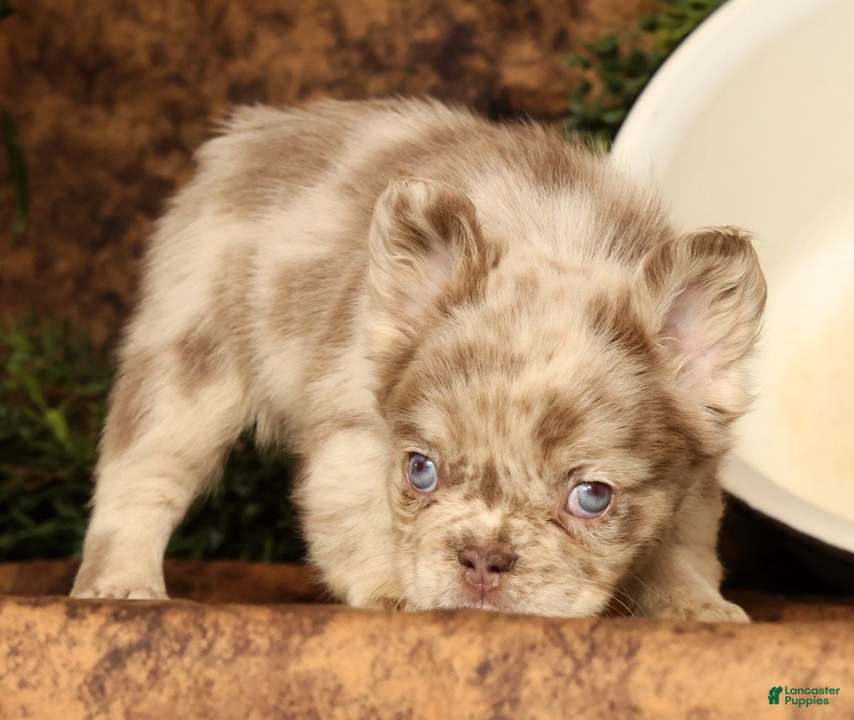 French Bulldog dogs for sale: Liney - Ad 9