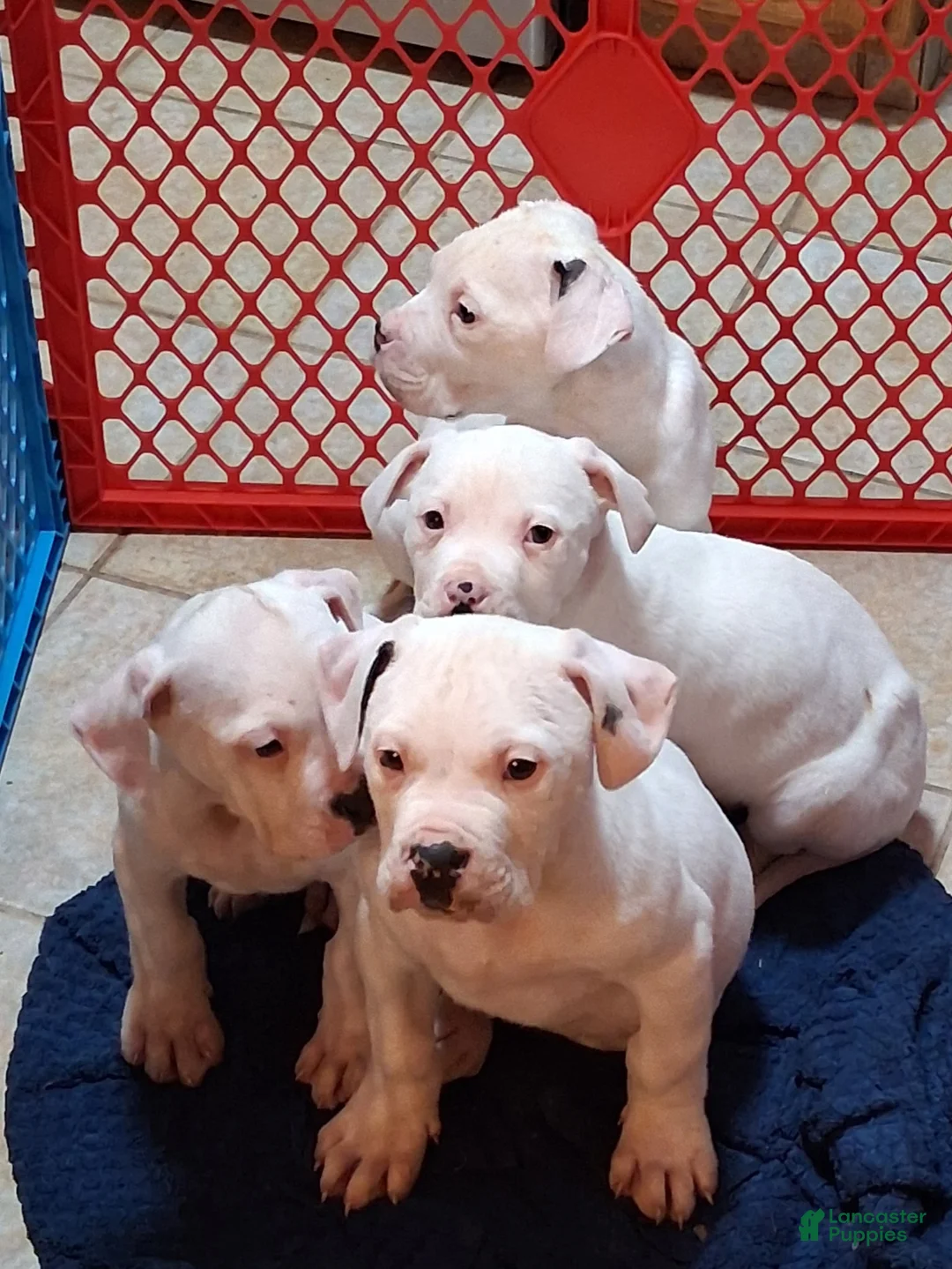 Mixed Breed dogs for sale: Joe Biden - Ad 6