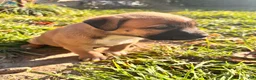 Mixed Breed dogs for sale: Girl 2 - Ad 5