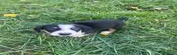 Mixed Breed dogs for sale: Male #3 - Ad 2