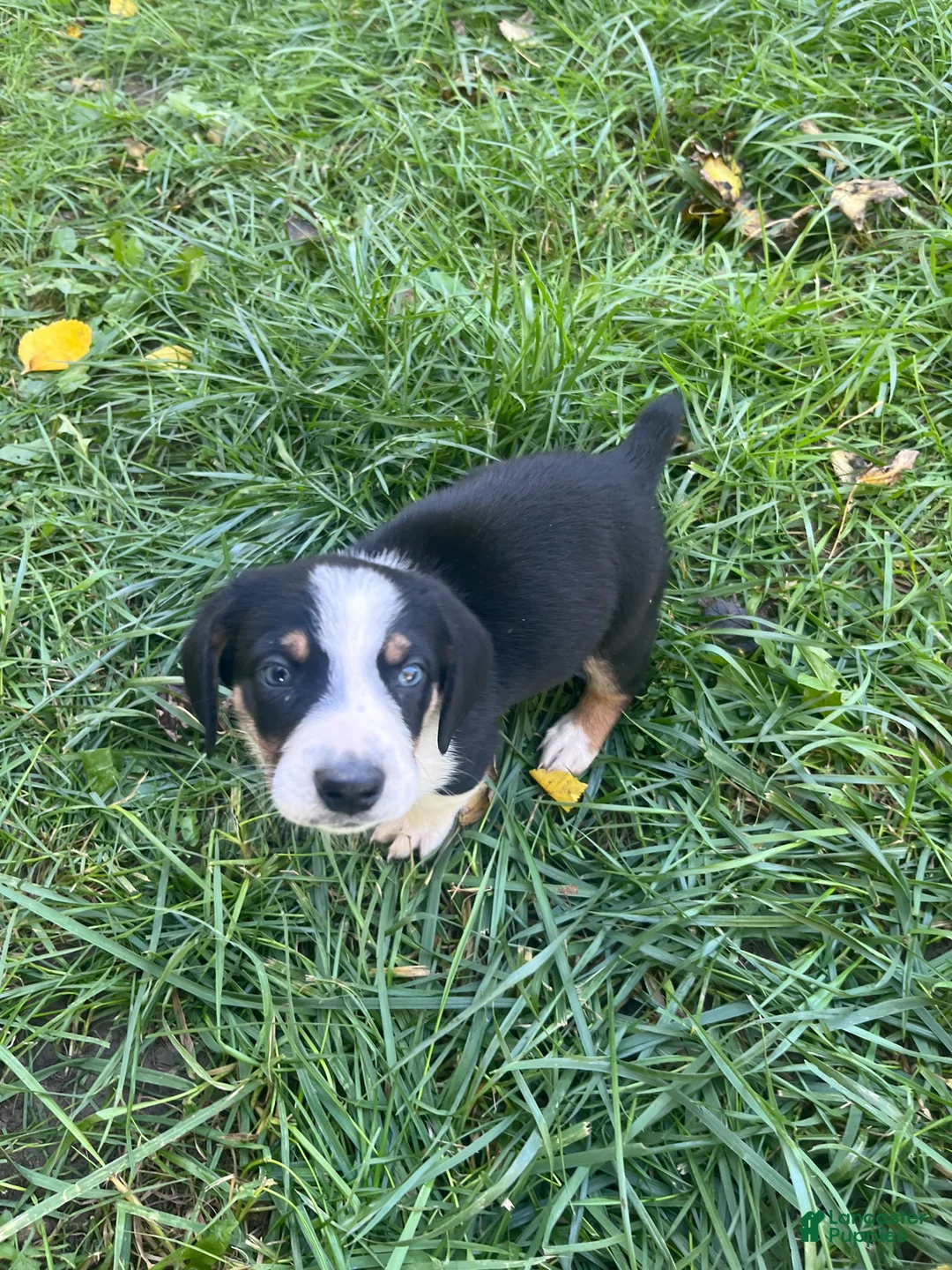 Mixed Breed dogs for sale: Male #3 - Ad 2