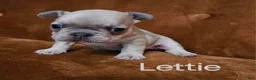 French Bulldog dogs for sale: Lettie - Ad 1