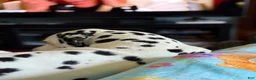 Dalmatian dogs for stud: Cooper - Ad 4