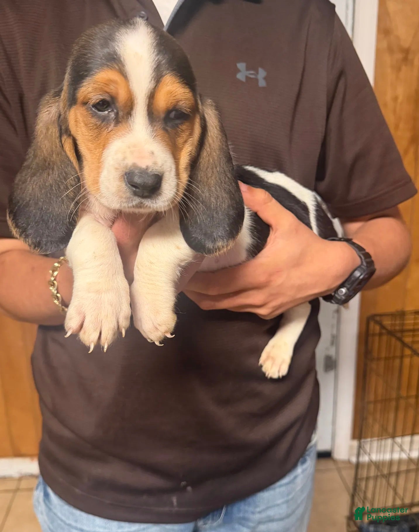 Basset Hound dogs Crystal Girl - Ad 2