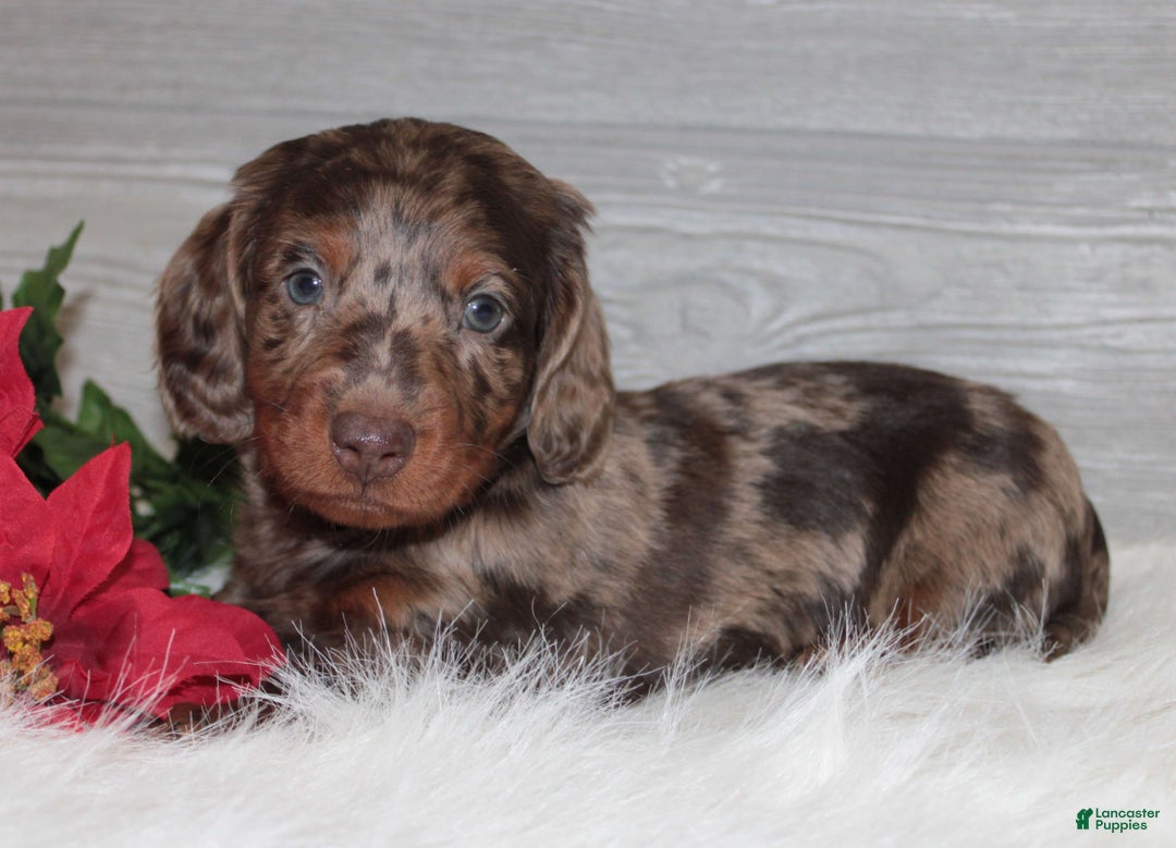 Dachshund dogs for sale: Branson - Ad 1