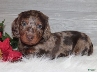 Dachshund dogs Branson - Ad 32