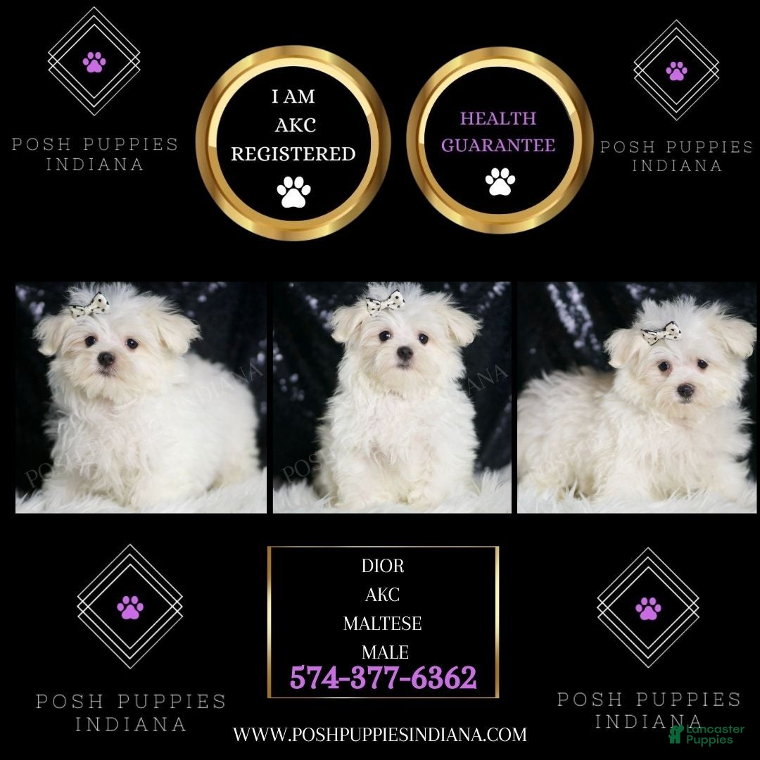 Maltese dogs Dior - Ad 2