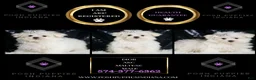 Maltese dogs for sale: Dior - Ad 2