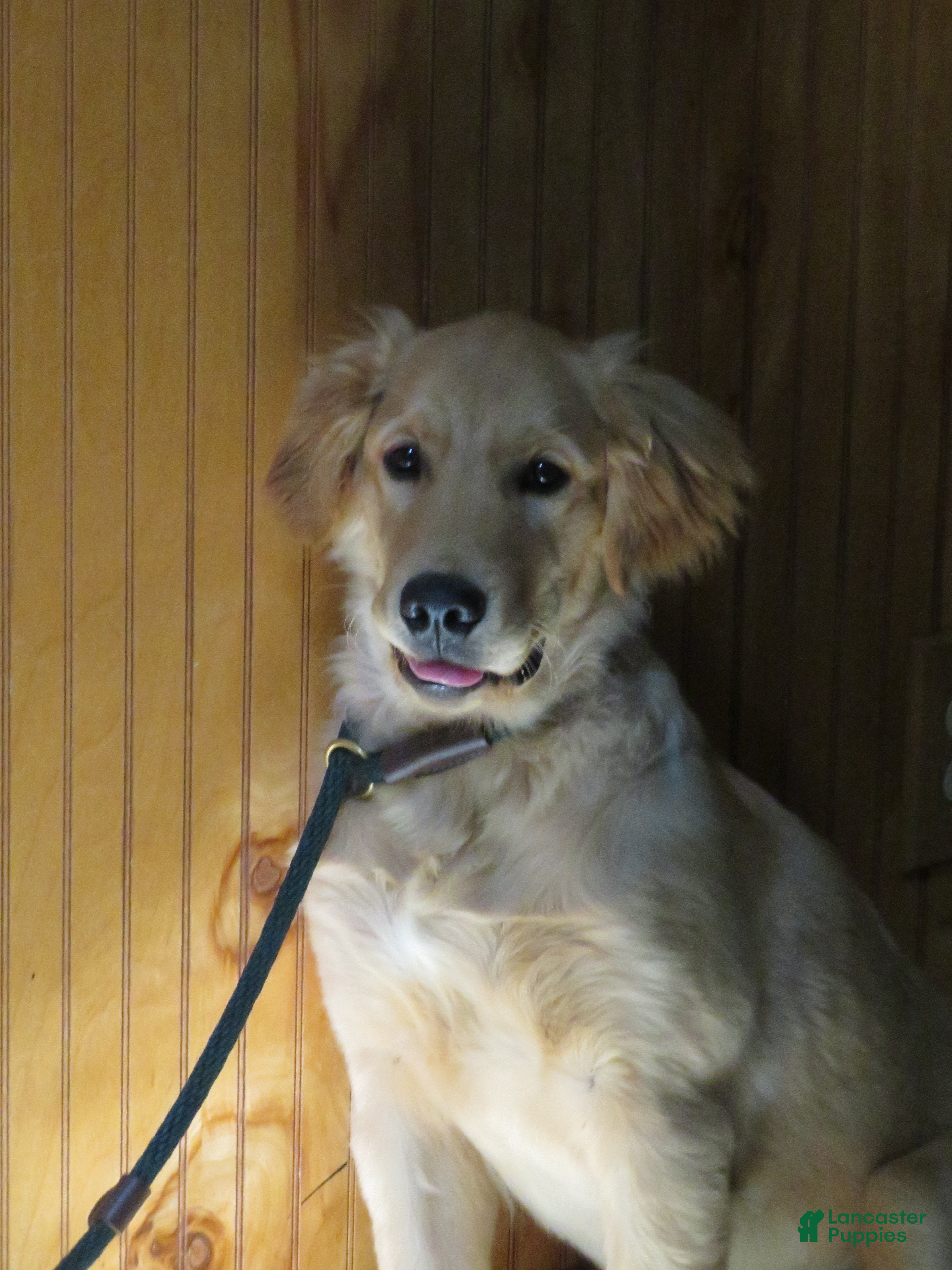 Golden Retriever dogs Rocky - Ad 1