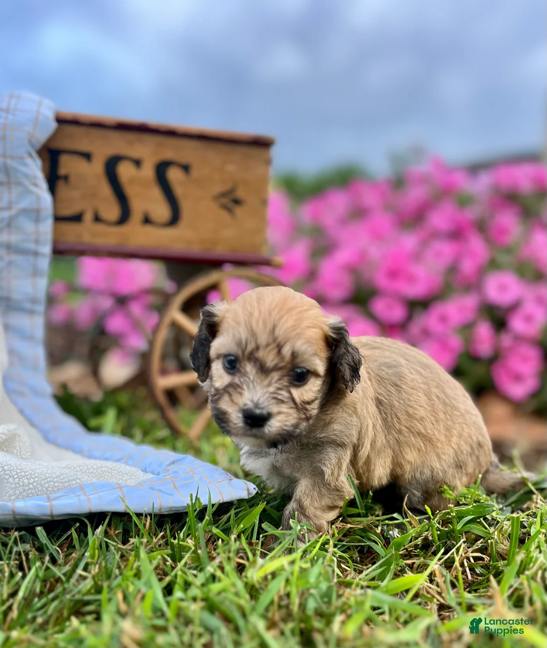 Havanese dogs for sale: Duke❤️AKC Registered - Ad 1