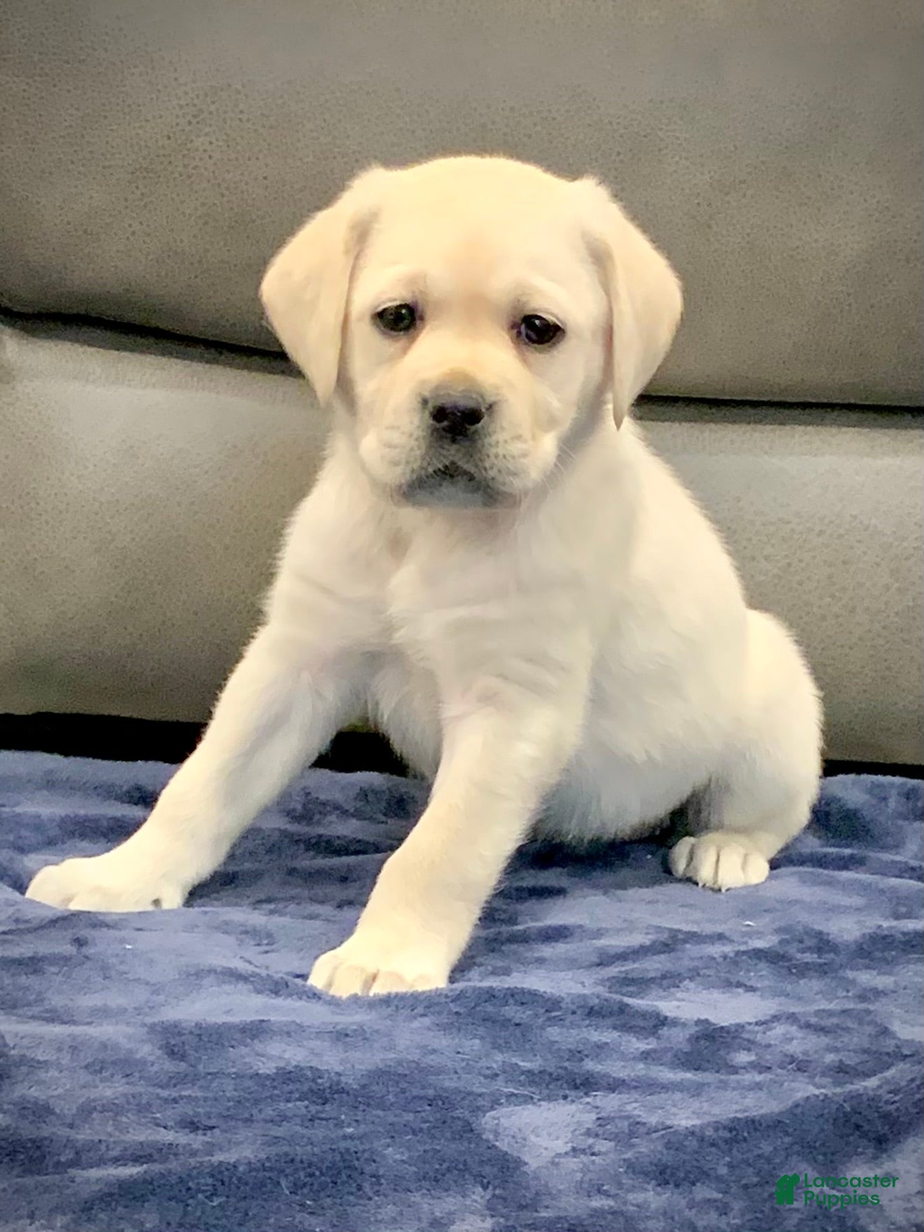 Labrador Retriever dogs River - Ad 40