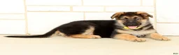 German Shepherd dogs for sale: Wrangler - Ad 4