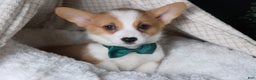 Welsh Corgi Pembroke dogs for sale: Hunter - Ad 21