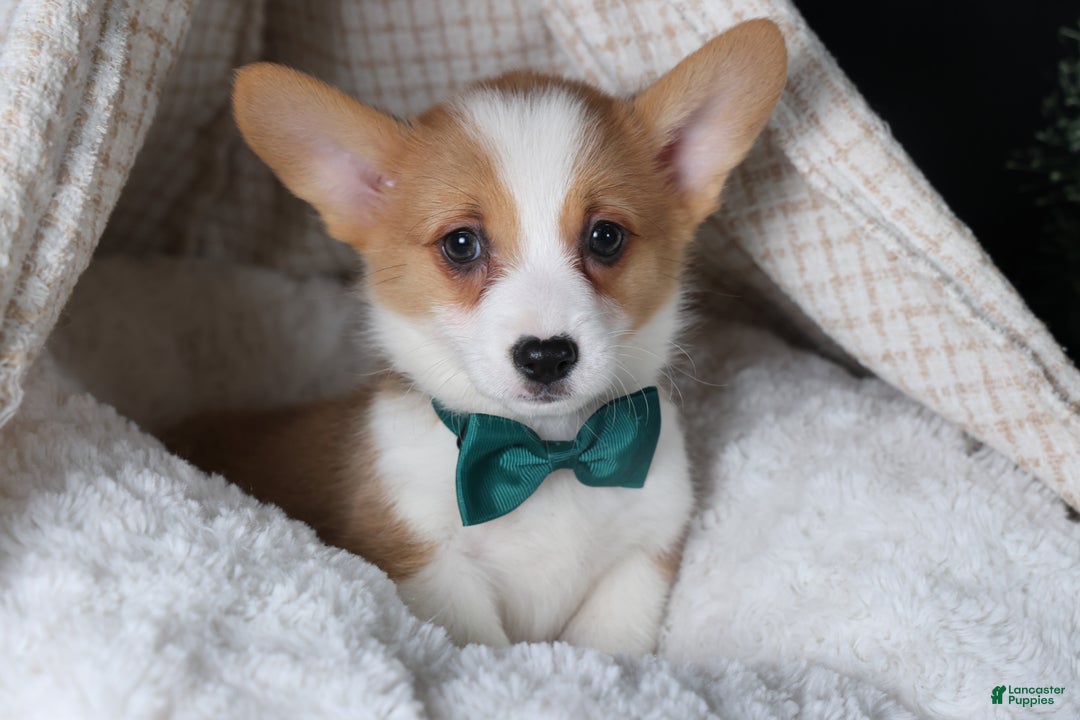 Welsh Corgi Pembroke dogs for sale: Hunter - Ad 21