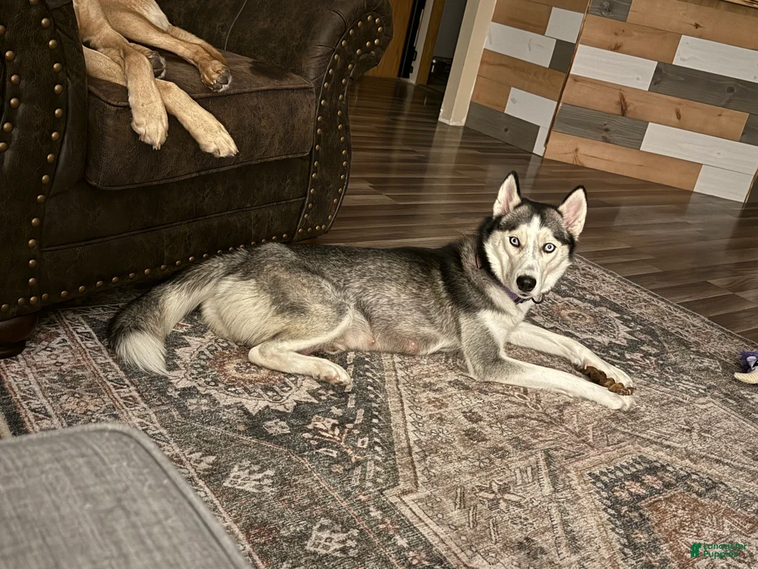 Gerberian Shepsky dogs for sale: Gerberian Shepsky Puppy 1 - Ad 3
