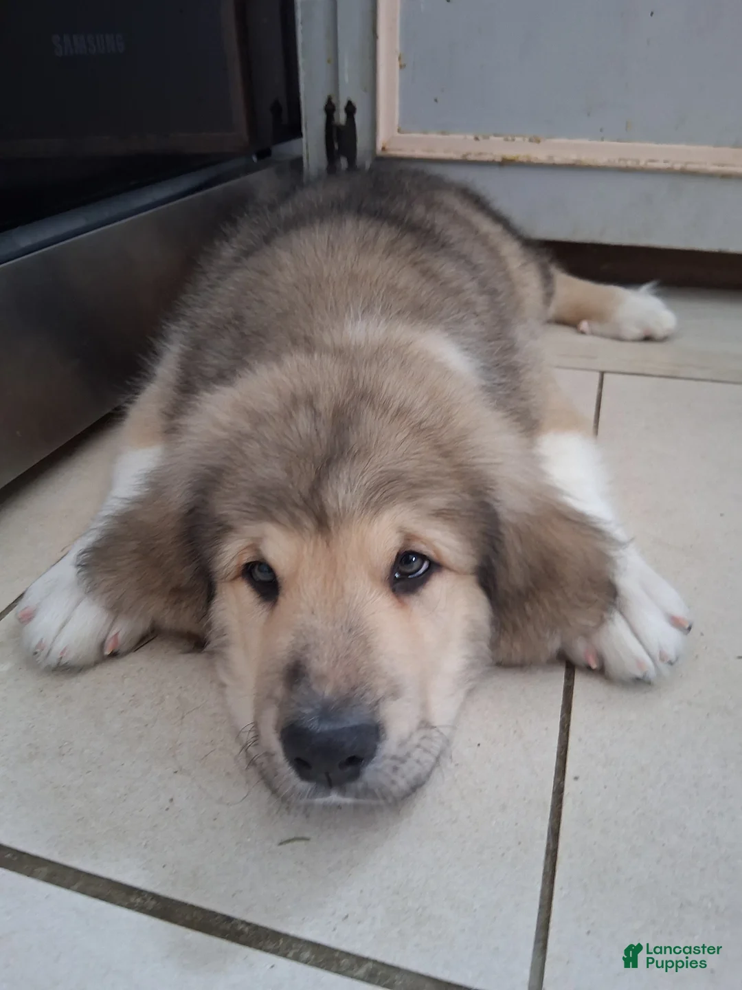 Mixed Breed dogs for sale: Romeo - Ad 2