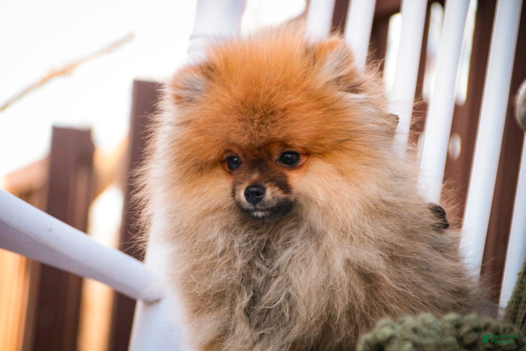 Pomeranian dogs for sale: Peyton - Ad 7