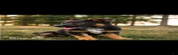 Mixed Breed dogs for sale: Mixed Breed 5 - Ad 1