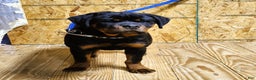 Rottweiler dogs for sale: Bessie - Ad 3