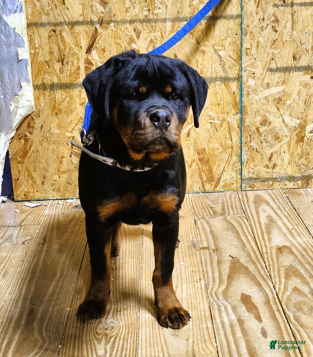 Rottweiler dogs for sale: Bessie - Ad 3