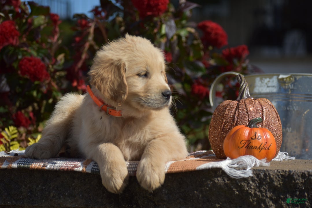 Golden Retriever dogs for sale: Kingston - Ad 6