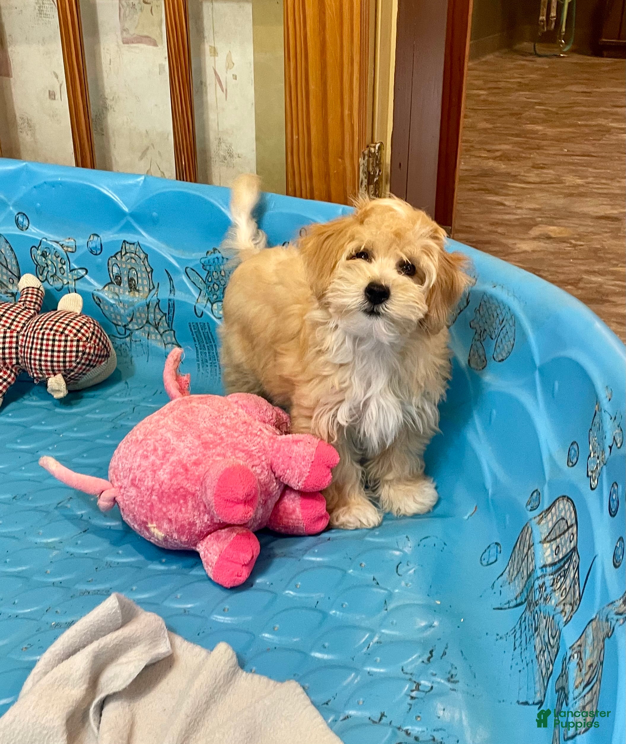 Mixed Breed dogs Ralph - Ad 19