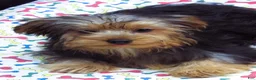 Yorkshire Terrier dogs for sale: Yorkie - Ad 4