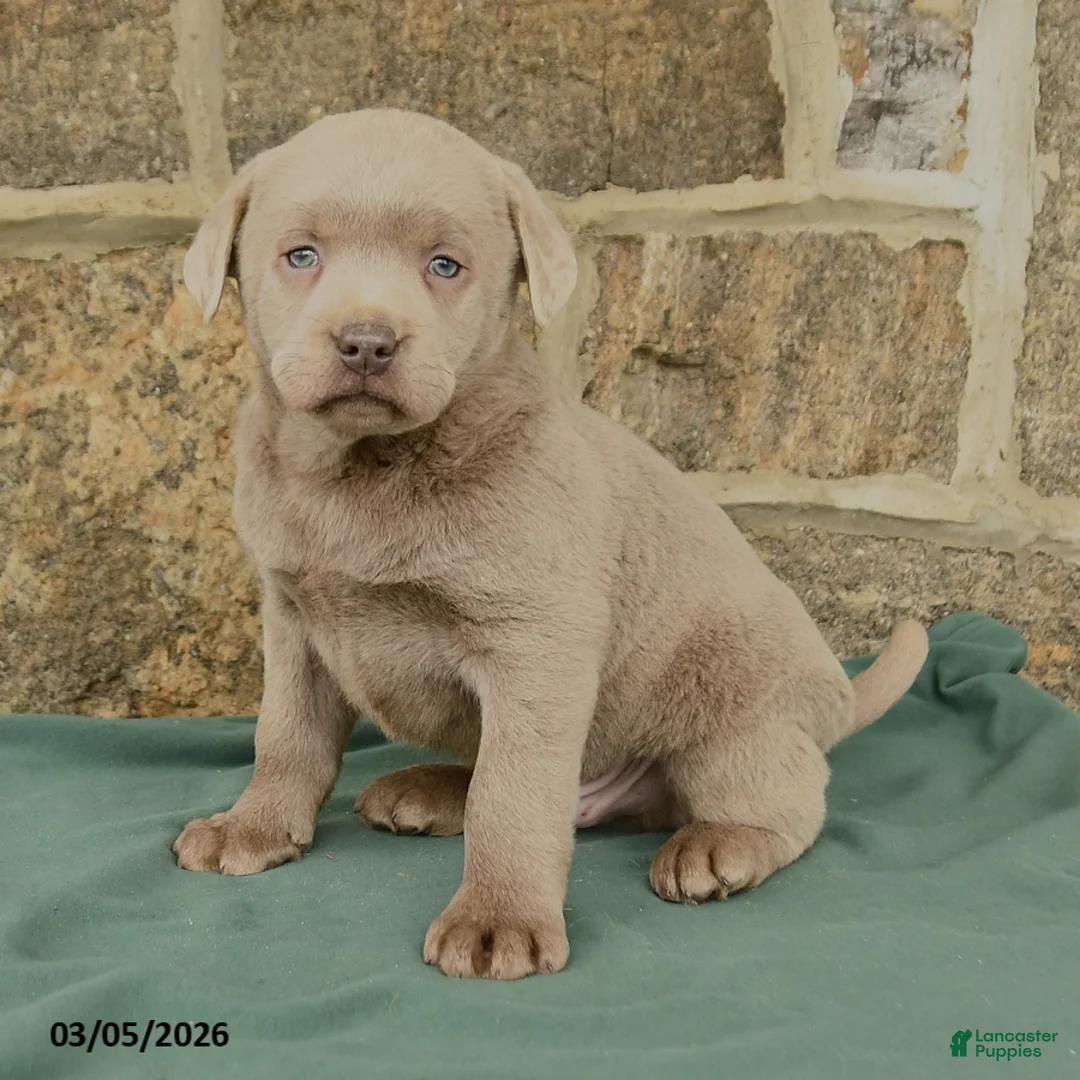 Labrador Retriever dogs for sale: Indie - Ad 2