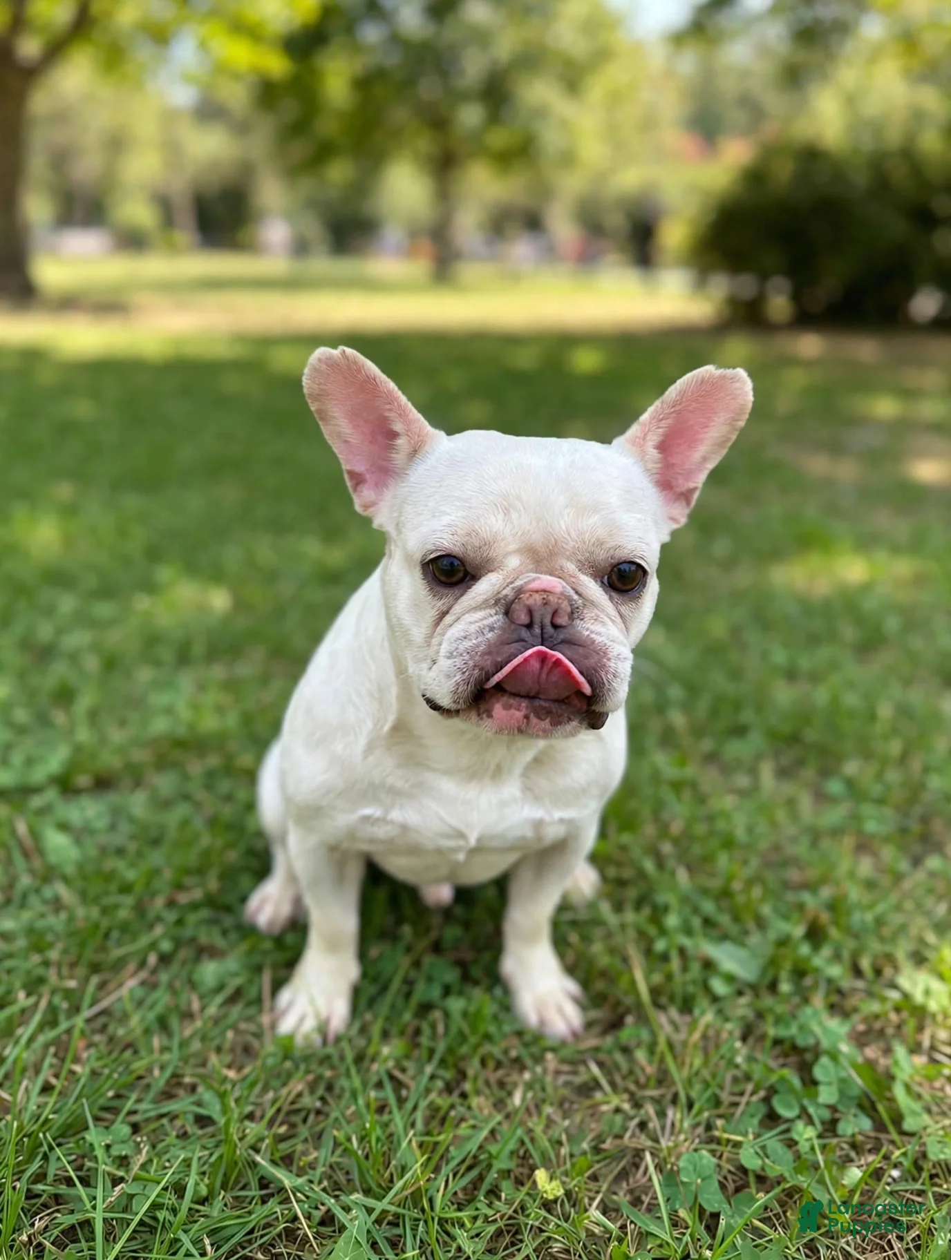 French Bulldog dogs Nyla 💖 - Ad 2