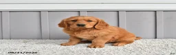 Golden Retriever dogs for sale: Jordan - Ad 4