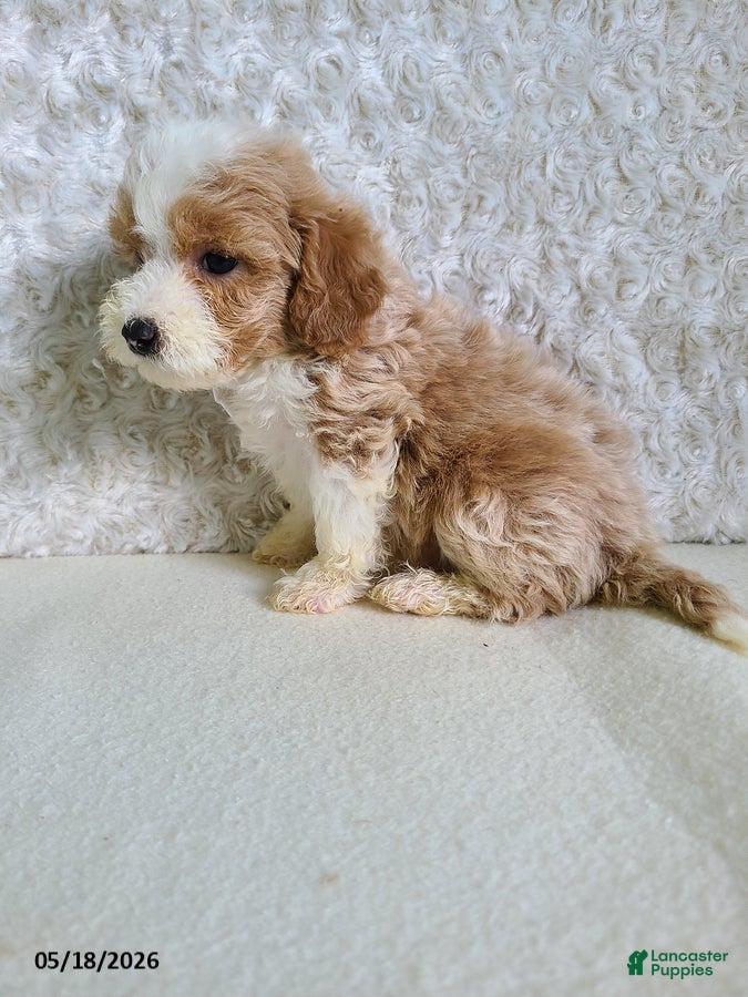 Bichpoo dogs Pinto - Ad 2