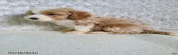 Bichpoo dogs for sale: Pinto - Ad 2