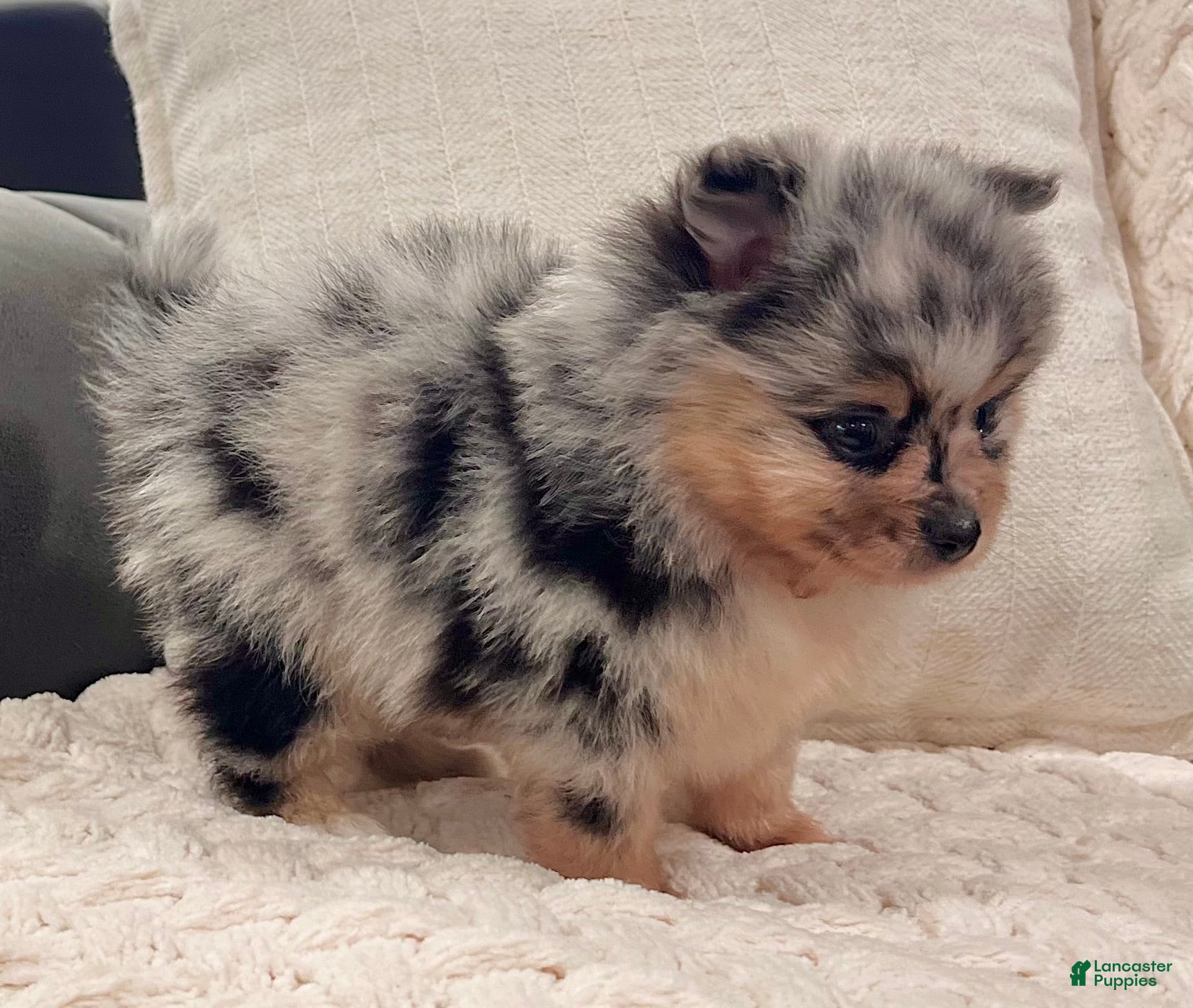 Pomeranian dogs Flash - Ad 2
