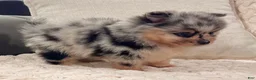 Pomeranian dogs for sale: Flash - Ad 2